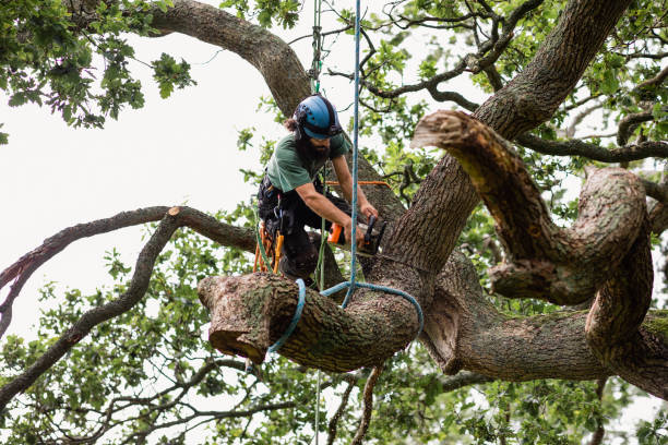 Reliable Princeton, WV Tree Care Solutions